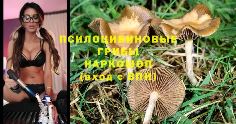 Псилоцибиновые грибы MAGIC MUSHROOMS Мурманск